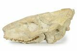 Partial Oreodont (Merycoidodon) Upper Skull - South Dakota #342182-1